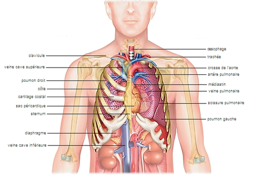 Anatomie